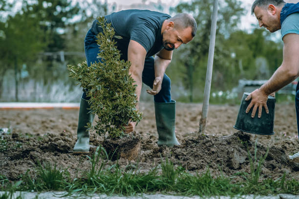 Best Tree Stump Removal  in Moroni, UT